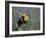 Yellow-Headed Blackbird Male Clings to Stalk Behind Reed, Salton Sea National Wildlife Refuge-Arthur Morris-Framed Photographic Print