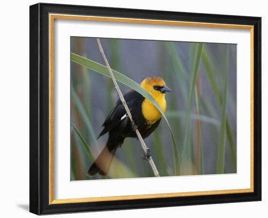 Yellow-Headed Blackbird Male Clings to Stalk Behind Reed, Salton Sea National Wildlife Refuge-Arthur Morris-Framed Photographic Print