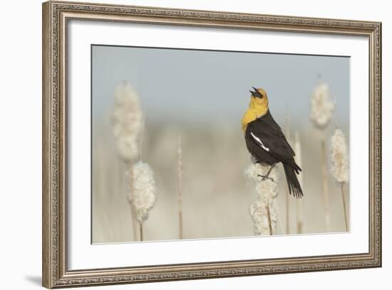 Yellow-Headed Blackbird Singing-Ken Archer-Framed Photographic Print