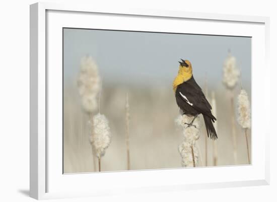 Yellow-Headed Blackbird Singing-Ken Archer-Framed Photographic Print