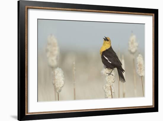 Yellow-Headed Blackbird Singing-Ken Archer-Framed Photographic Print