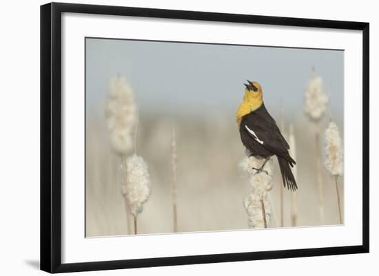 Yellow-Headed Blackbird Singing-Ken Archer-Framed Photographic Print