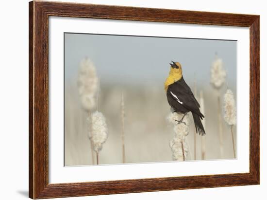 Yellow-Headed Blackbird Singing-Ken Archer-Framed Photographic Print