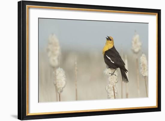 Yellow-Headed Blackbird Singing-Ken Archer-Framed Photographic Print