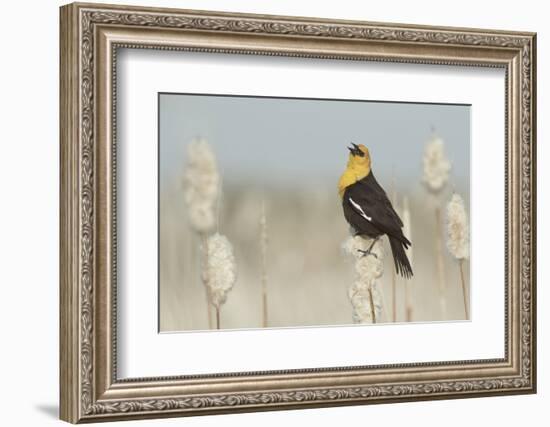 Yellow-Headed Blackbird Singing-Ken Archer-Framed Photographic Print