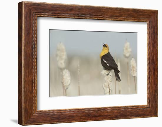 Yellow-Headed Blackbird Singing-Ken Archer-Framed Photographic Print