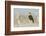 Yellow-Headed Blackbird Singing-Ken Archer-Framed Photographic Print