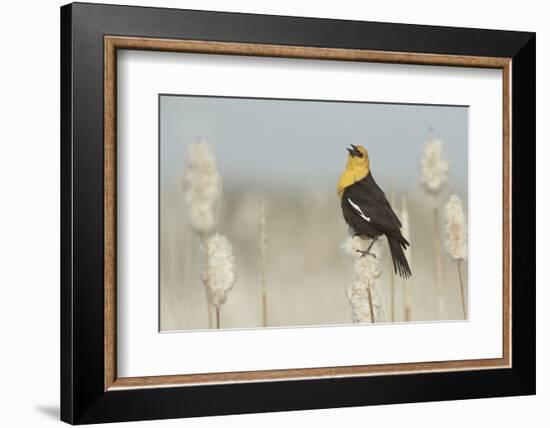 Yellow-Headed Blackbird Singing-Ken Archer-Framed Photographic Print