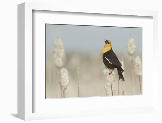 Yellow-Headed Blackbird Singing-Ken Archer-Framed Photographic Print