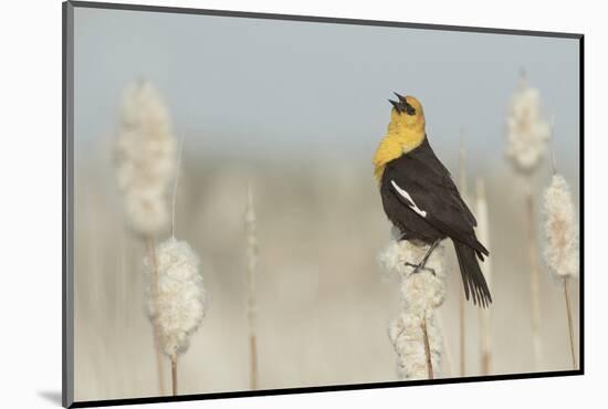 Yellow-Headed Blackbird Singing-Ken Archer-Mounted Photographic Print