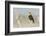 Yellow-Headed Blackbird Singing-Ken Archer-Framed Photographic Print