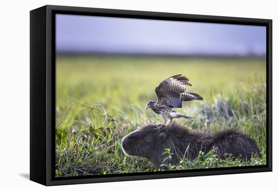 Yellow-Headed Caracara (Milvago Chimachima Cordatus) Feeding-Christophe Courteau-Framed Premier Image Canvas