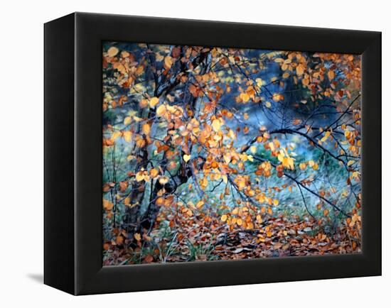 Yellow Heart-Ursula Abresch-Framed Premier Image Canvas