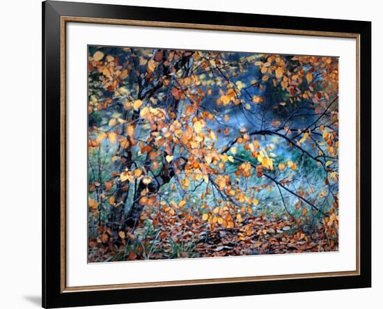 Yellow Heart-Ursula Abresch-Framed Photographic Print