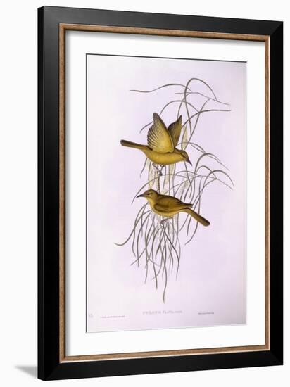 Yellow Honeyeater (Lichenostomus Flavus)-John Gould-Framed Giclee Print