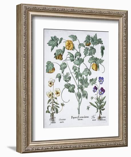 Yellow Horned Poppy, 1613-Unknown-Framed Giclee Print