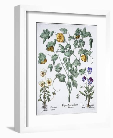 Yellow Horned Poppy, 1613-Unknown-Framed Giclee Print