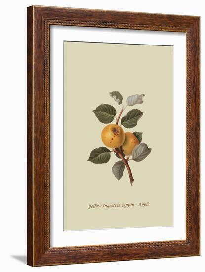 Yellow Ingestrie Pippin - Apple-William Hooker-Framed Art Print