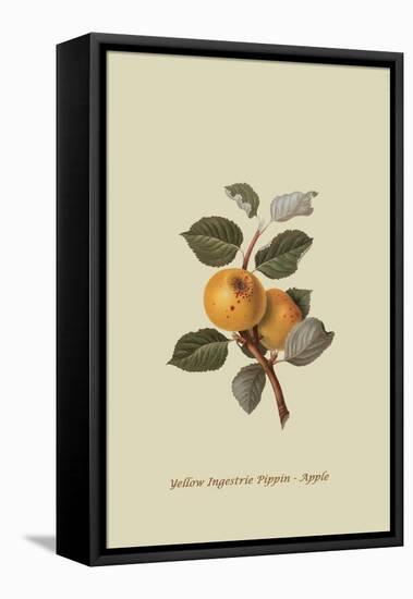 Yellow Ingestrie Pippin - Apple-William Hooker-Framed Stretched Canvas