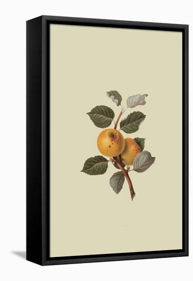 Yellow Ingestrie Pippin - Apple-William Hooker-Framed Stretched Canvas