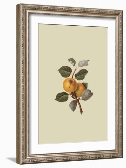 Yellow Ingestrie Pippin - Apple-William Hooker-Framed Art Print