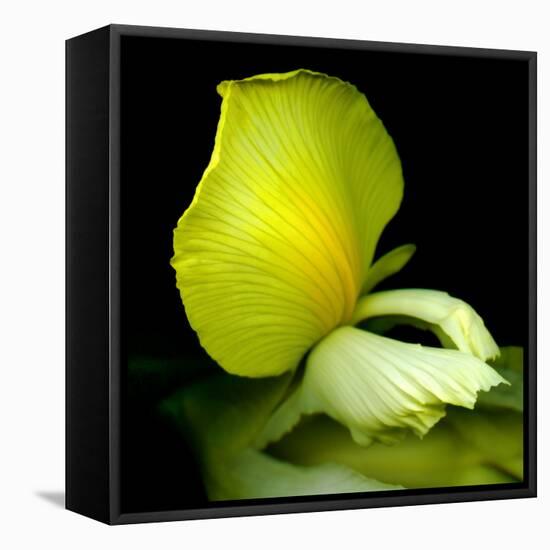 yellow_iris-Magda Indigo-Framed Premier Image Canvas