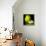 yellow_iris-Magda Indigo-Framed Premier Image Canvas displayed on a wall