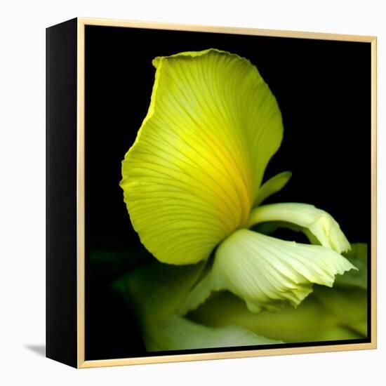 yellow_iris-Magda Indigo-Framed Premier Image Canvas