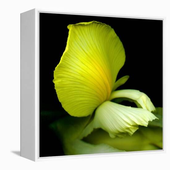 yellow_iris-Magda Indigo-Framed Premier Image Canvas