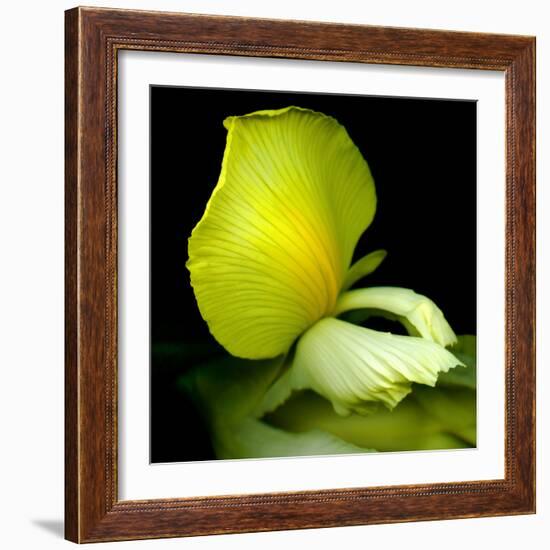 yellow_iris-Magda Indigo-Framed Photographic Print