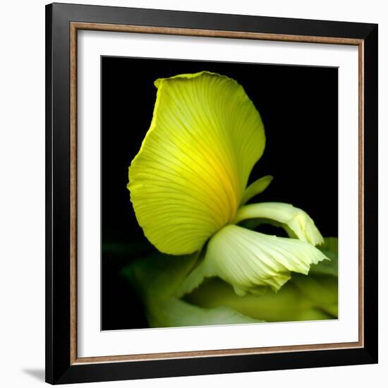 yellow_iris-Magda Indigo-Framed Photographic Print