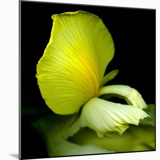 yellow_iris-Magda Indigo-Mounted Photographic Print