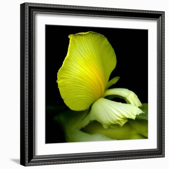 yellow_iris-Magda Indigo-Framed Photographic Print