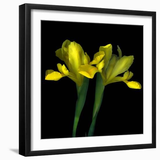 Yellow Iris-Magda Indigo-Framed Photographic Print