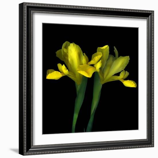 Yellow Iris-Magda Indigo-Framed Photographic Print