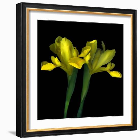 Yellow Iris-Magda Indigo-Framed Photographic Print