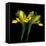 Yellow Iris-Magda Indigo-Framed Premier Image Canvas