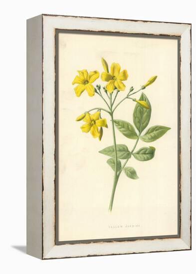 Yellow Jasmine-Frederick Edward Hulme-Framed Premier Image Canvas