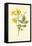 Yellow Jasmine-Frederick Edward Hulme-Framed Premier Image Canvas