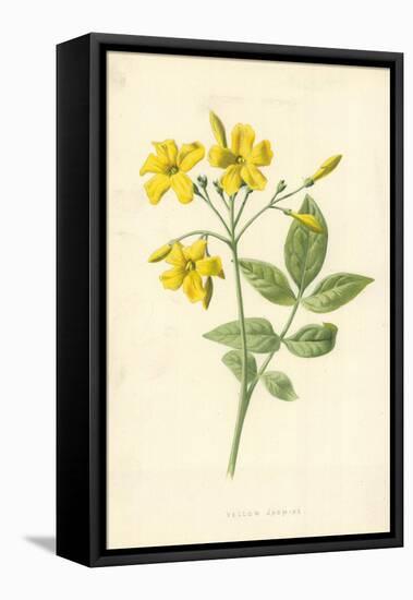 Yellow Jasmine-Frederick Edward Hulme-Framed Premier Image Canvas