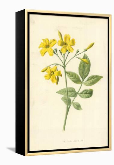 Yellow Jasmine-Frederick Edward Hulme-Framed Premier Image Canvas