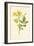 Yellow Jasmine-Frederick Edward Hulme-Framed Giclee Print