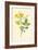 Yellow Jasmine-Frederick Edward Hulme-Framed Giclee Print