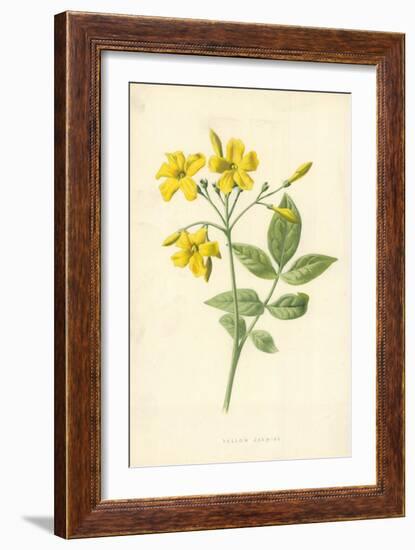 Yellow Jasmine-Frederick Edward Hulme-Framed Giclee Print