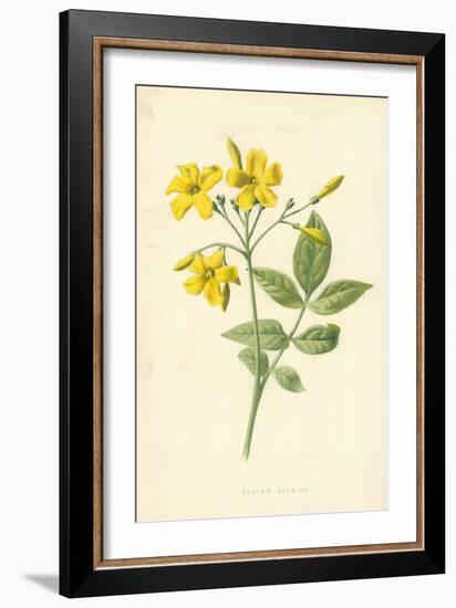 Yellow Jasmine-Frederick Edward Hulme-Framed Giclee Print