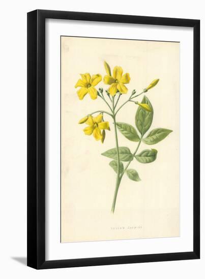 Yellow Jasmine-Frederick Edward Hulme-Framed Giclee Print