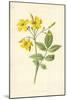 Yellow Jasmine-Frederick Edward Hulme-Mounted Giclee Print