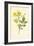 Yellow Jasmine-Frederick Edward Hulme-Framed Giclee Print