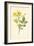 Yellow Jasmine-Frederick Edward Hulme-Framed Giclee Print