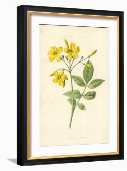 Yellow Jasmine-Frederick Edward Hulme-Framed Giclee Print